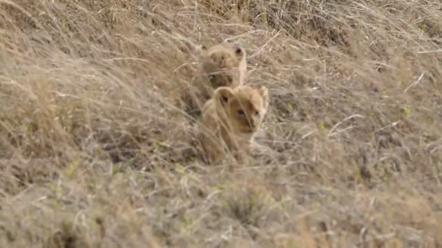 Most Funny and Cute Baby Lion Videos Part-3