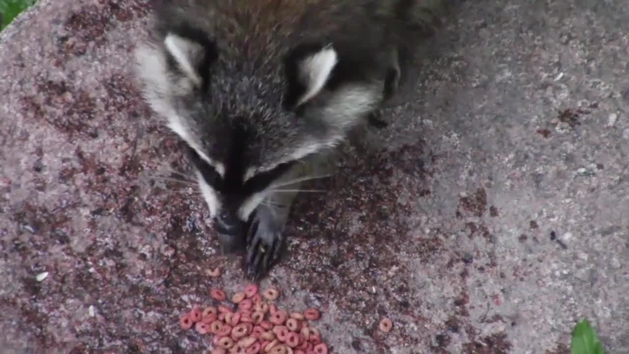 Raccoon Animal Mammal Cute Furry Nature Woodland