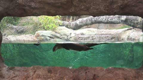 North American River Otters