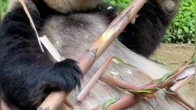 Giant pandas from China