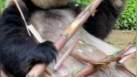 Giant pandas from China