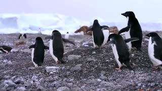 How krill fishery threatens Antarctic wildlife