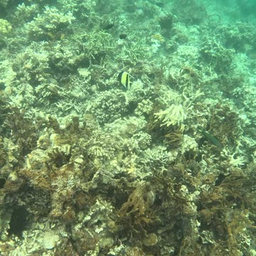 Snorkeling Adventure in the Pristine Waters of Once Islas, Zamboanga.