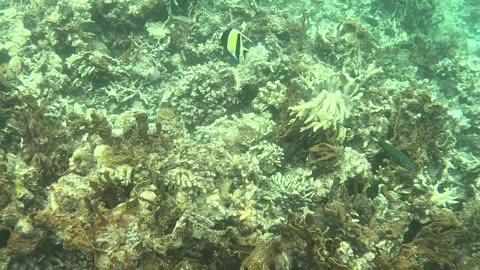 Snorkeling Adventure in the Pristine Waters of Once Islas, Zamboanga.