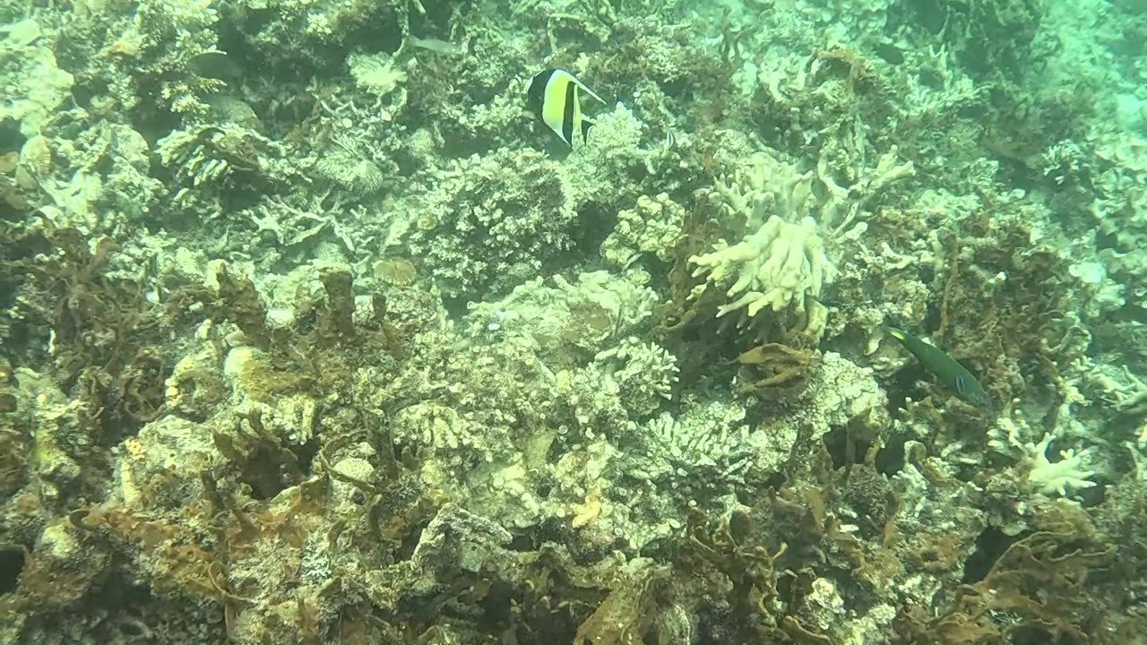 Snorkeling Adventure in the Pristine Waters of Once Islas, Zamboanga.