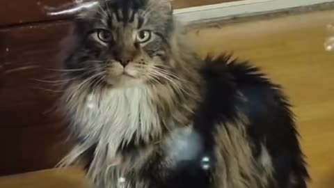 Jamie my cat
