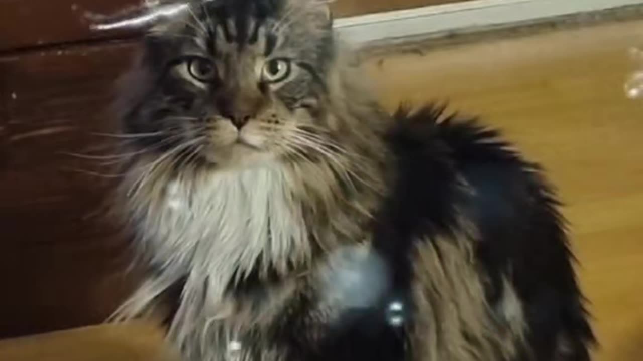 Jamie my cat