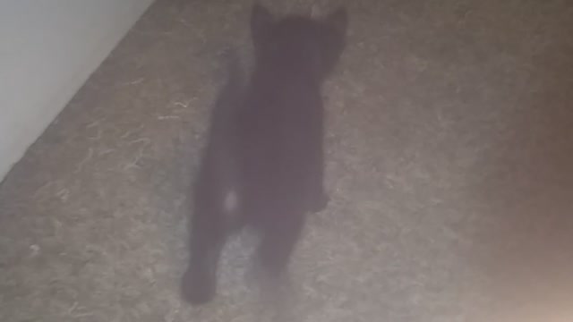 Cute kittens running around