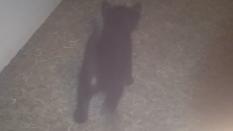 Cute kittens running around