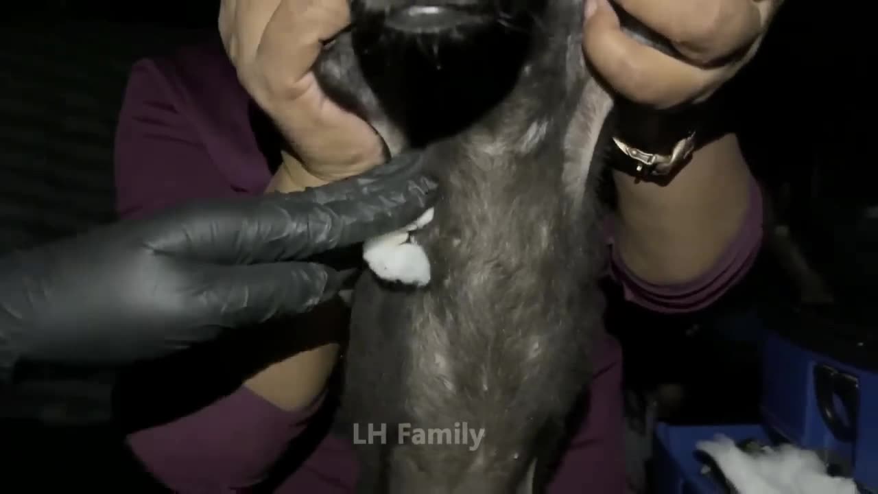 Help remove ticks on dog in a family part (11)