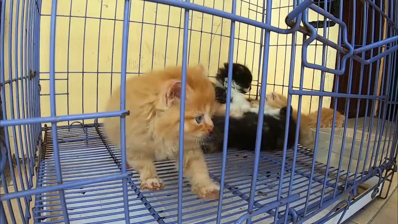 suara anak kucing memanggil induk