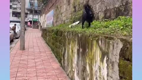 196.♥️🐕Smart Dog Video 2021 _-03-_ #short