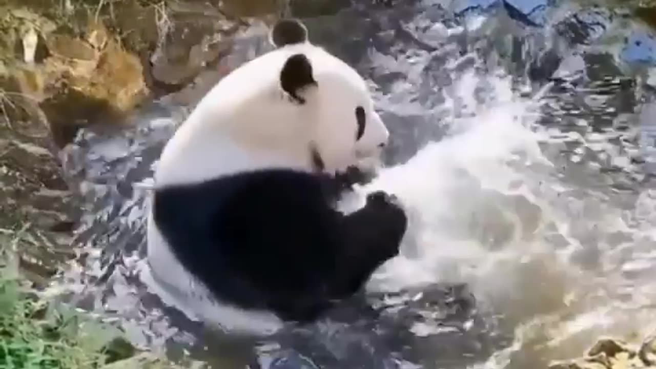 Sweet funny Panda in water