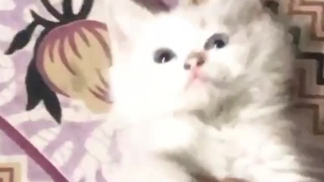 Compilation of adorable cat.