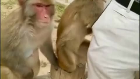 Funny Monkey Videos