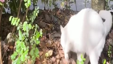 Cute_and_Funny_Cat_Videos