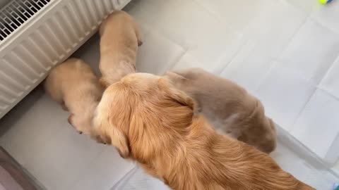 Golden retriever dad meets his puppies for the first time