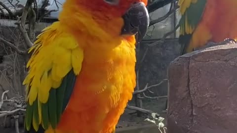 Parrot parrot cute funny parrot