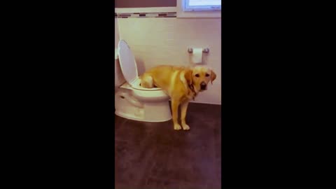 Viral Dog Video