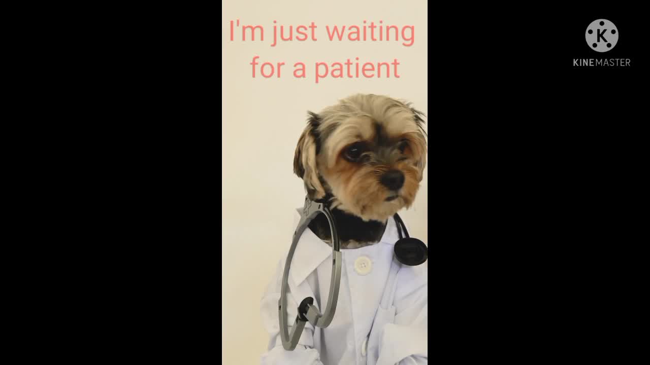 Doctor doggy