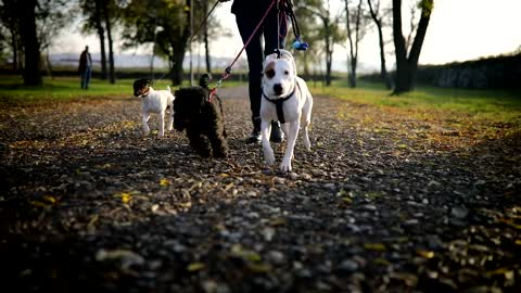 Do Dogs Have a GOOD MEMORY? ???? How Much do Dogs Remember?