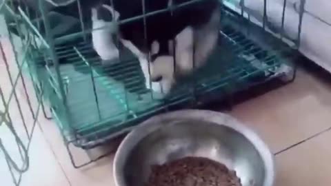 Funniest Cats and Dogs 🐶🐱 | Funny Animal Videos #9
