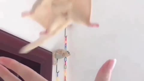 Flying Towards You is Trust #shorts #shortvideo #video #virals #videoviral
