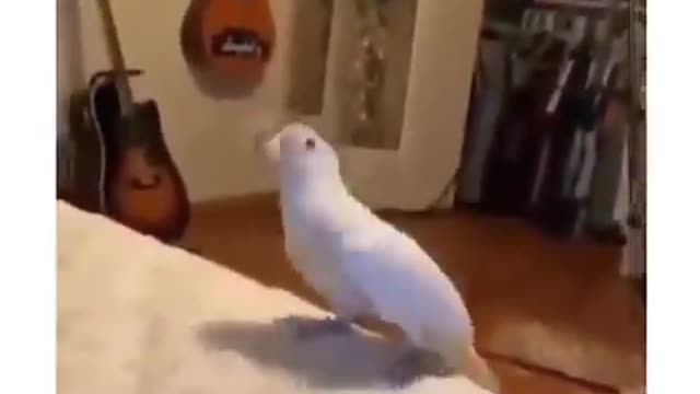 Singing bird