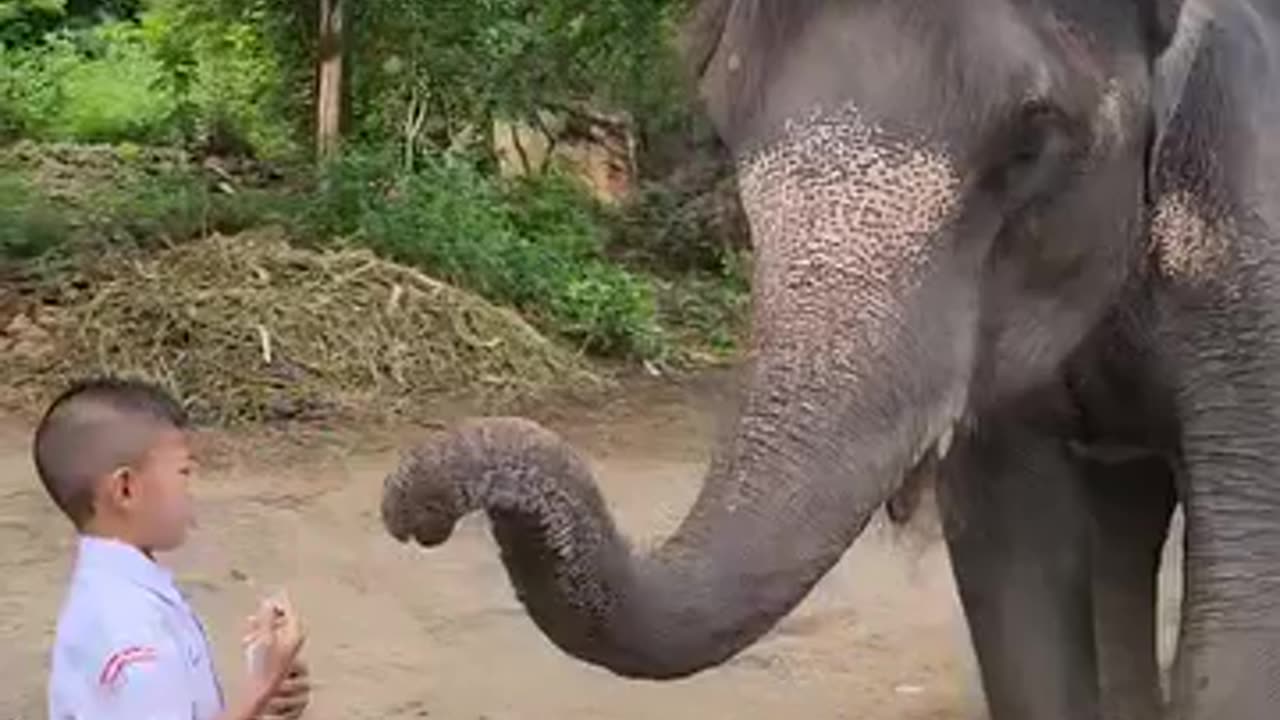 This kid feeds his elephant breakfast before leaving for school