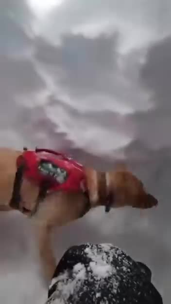 A rescue dog named Dolly passed a test to find a person under the snow and is clearly very happy