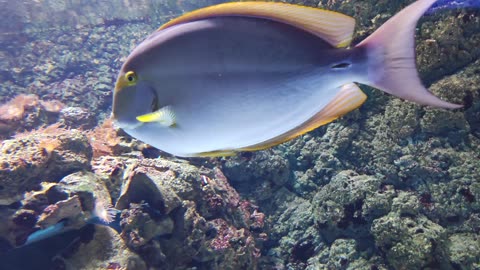 Mesmerizing Underwater Ballet: Graceful Fish in the Ocean 🐟"