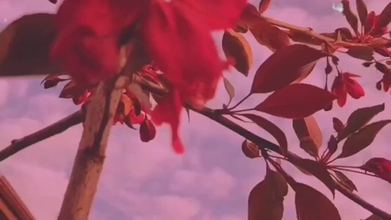 Beautiful and aesthetic video