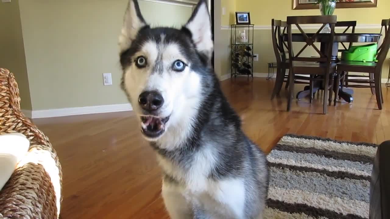 Mishka the Talking Husky wants Chinese Food! - Dog Talking