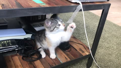 "Cute little cat playing with glue"