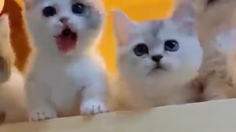 Baby Cats Funny Videos Compilation. 3