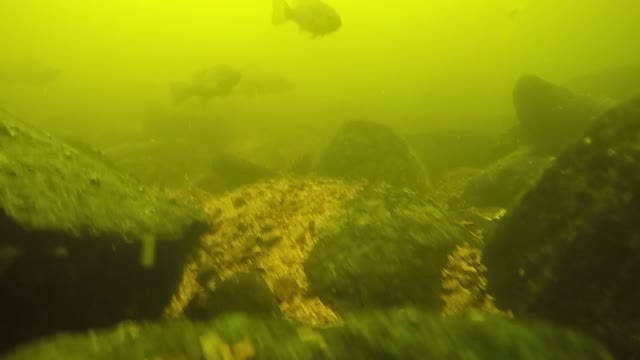 Gopro fishing on the French River.