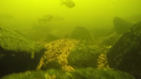 Gopro fishing on the French River.