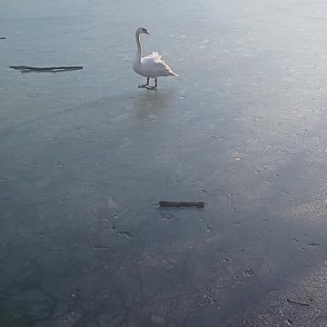 Swan walking on the ice
