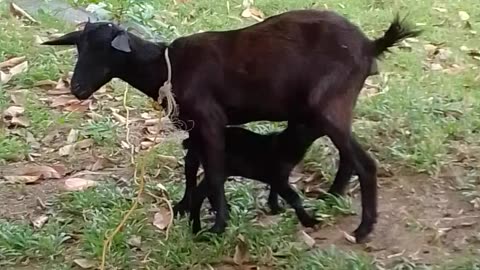 Mother and baby Goat