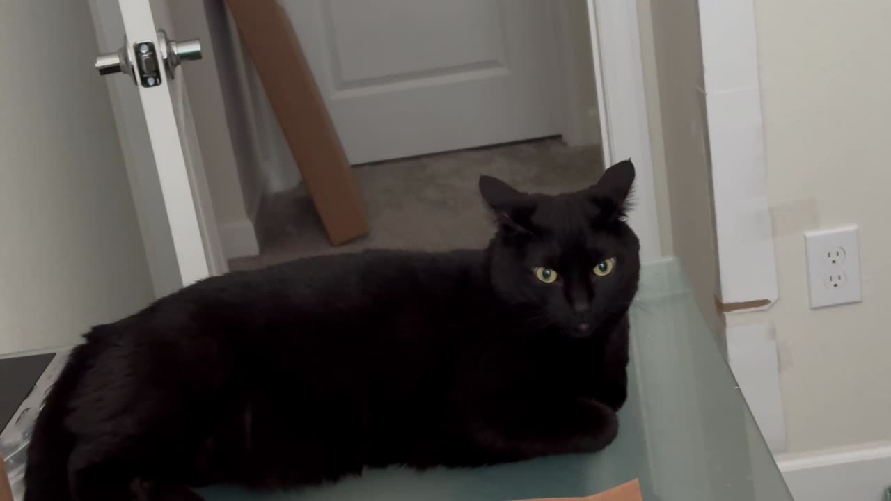 Cute Precious Piper Guards and Manages the Office - Adopting a Cat from a Shelter Vlog