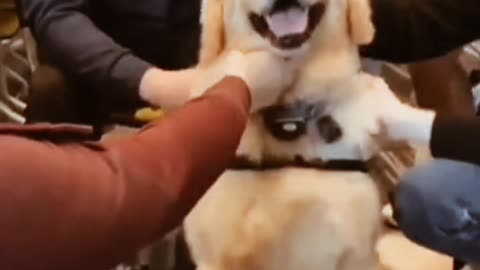 cute funny dog videos try not to laugh 7(720P_HD)