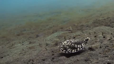 MIMIC OCTOPUS