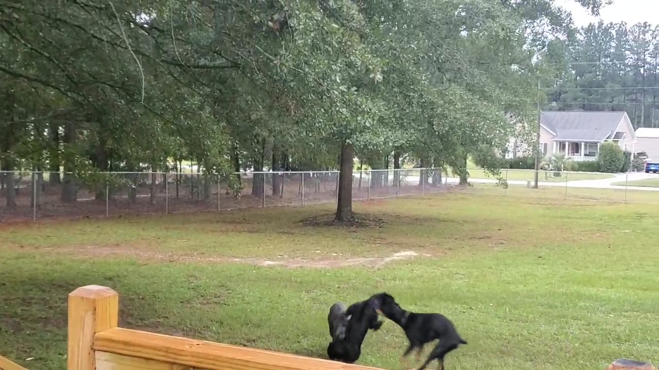 Two cane corsos and a doberman