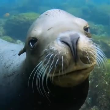 Sea Lion ♥️