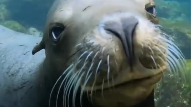 Sea Lion ♥️