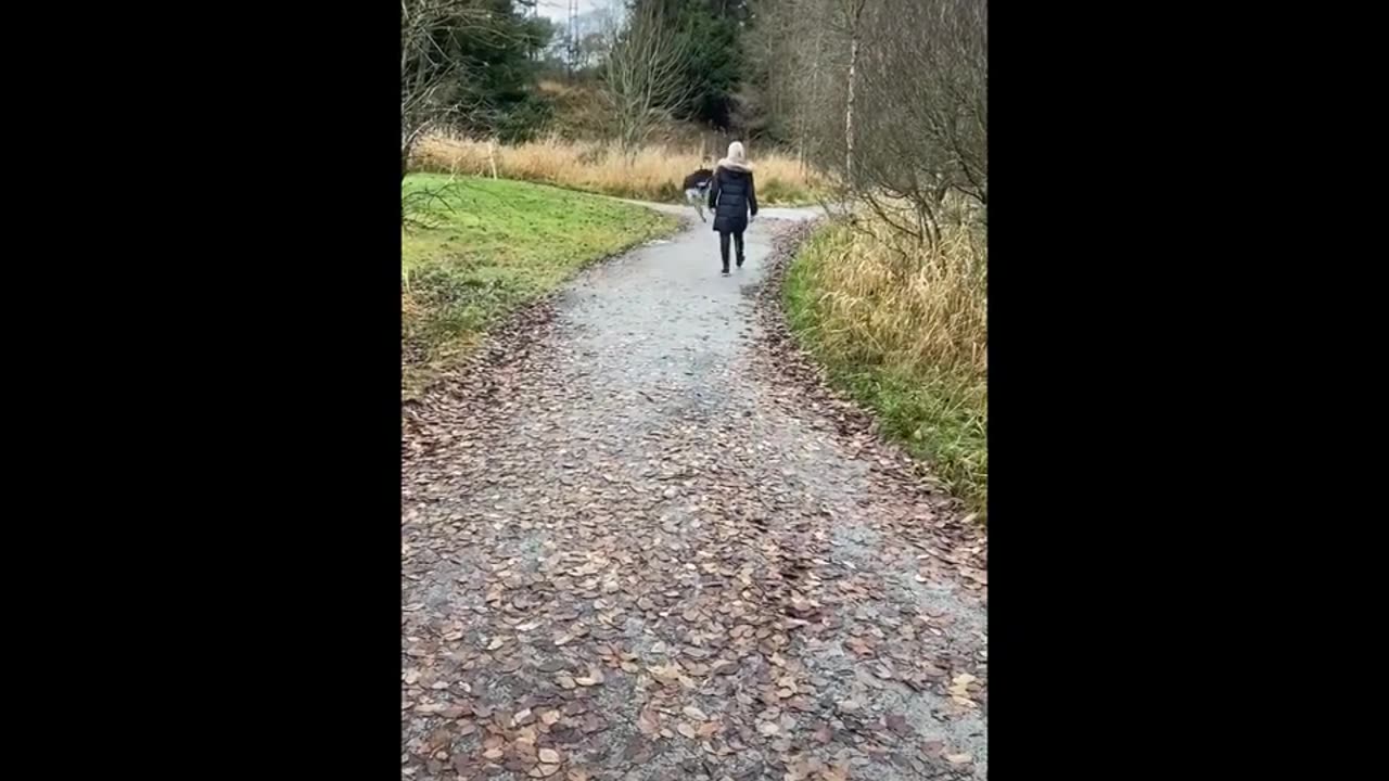 funny animal (part 1)