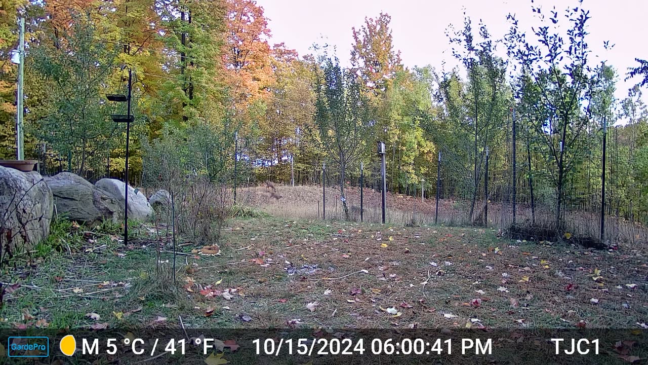 Deer Running Down Hill