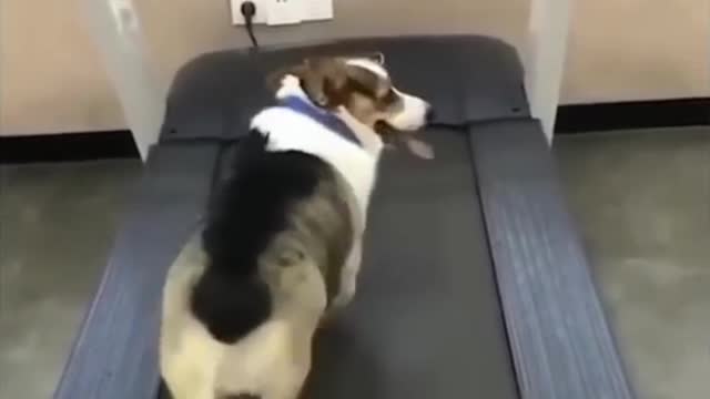 funny cats videos 2023 that looks like play and fun in home with other cats