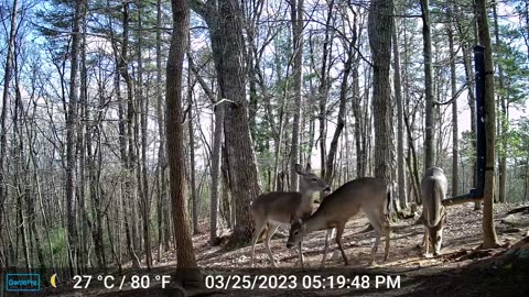 The Woods – 03/26/2023
