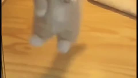 adorable cats #shorts